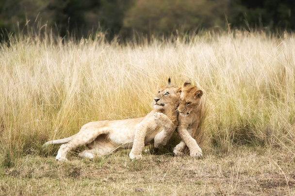 leikkisä leijona pentuja pitkä ruoho Masai Mara, Kenia
 - Valokuva, kuva