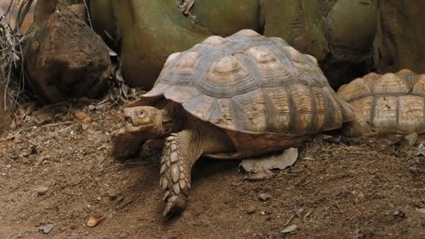 Close-up of African Spurred Tortoise or sulcata tortoise resting in the garden - Séquence, vidéo