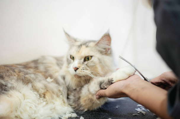 女性が髪をカット、足の保持と猫を洗浄. - 写真・画像