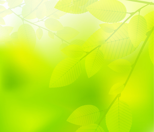 Зеленые листья
 - Вектор,изображение
