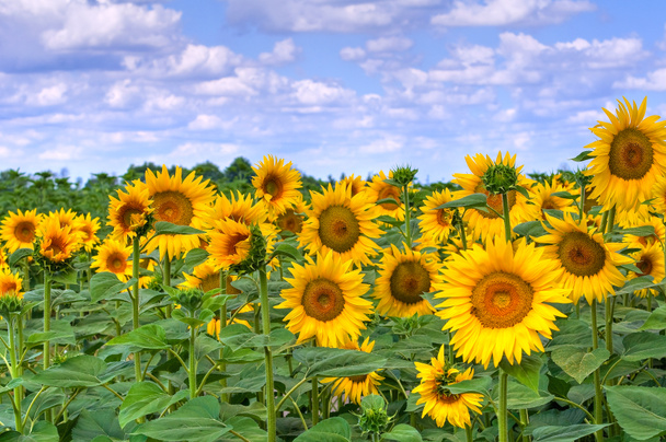 Sunflower field. - Photo, Image