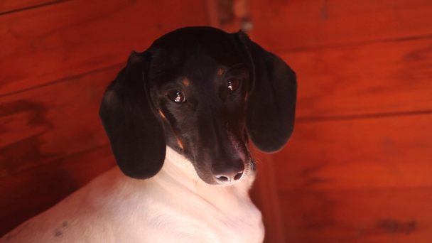 Такса собака осінній сад hd кадри дерев'яні стіни фоновому режимі - Кадри, відео