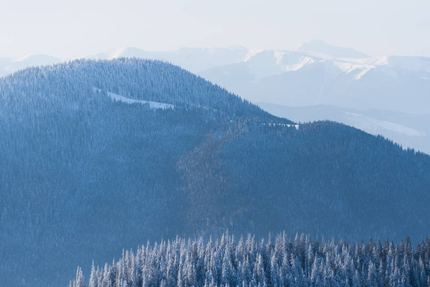 Зимний фон с горным еловым лесом. Солнечный пейзаж с туманом
 - Фото, изображение