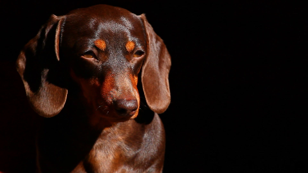 Tacskó kutya őszi kert sötét háttér hd felvétel - Felvétel, videó