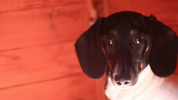ダックスフント犬秋庭木製の背景 hd 映像 - 映像、動画