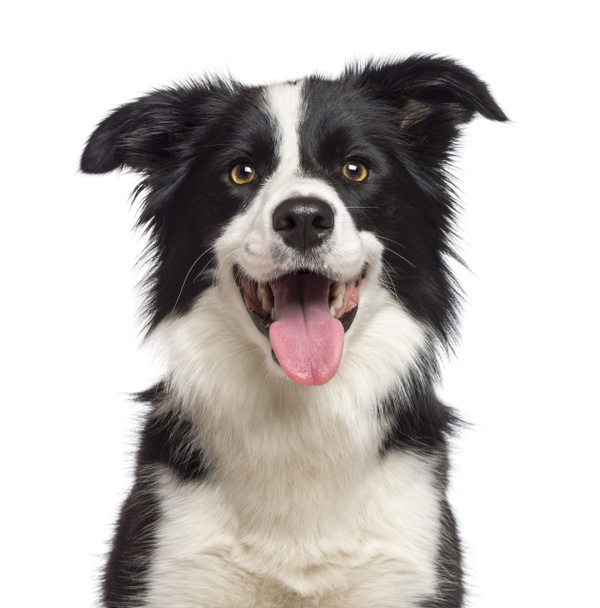 Close-up of Border Collie, 1.5 years old, looking at camera against white background - Photo, Image