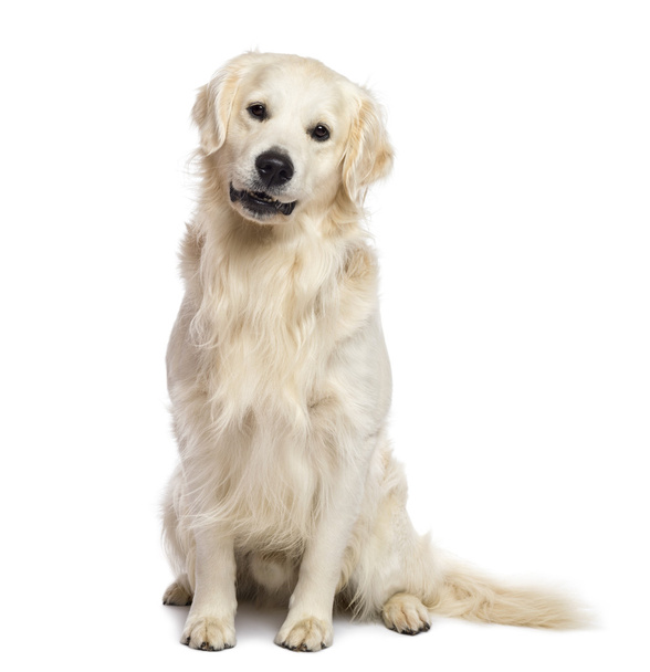 złoty pies myśliwski siedząc i patrząc na kamery na białym tle - Zdjęcie, obraz
