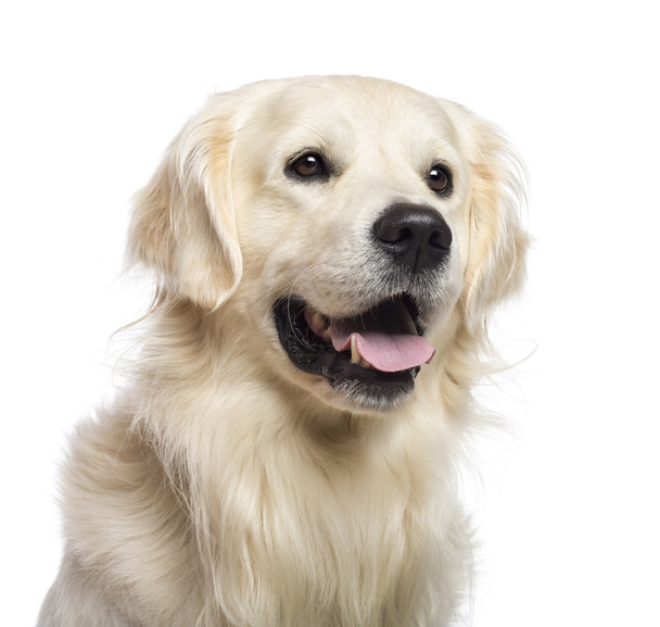 Golden retriever sitting and looking away against white background - Photo, Image