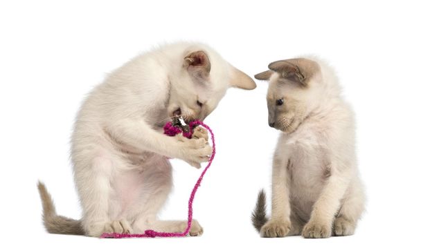 Oriental taquigrafía gatito jugando con rosa cuerda con otro viendo sobre blanco fondo
 - Foto, Imagen