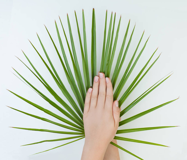 vrouwelijke handen met natuurlijke Franse nagels op witte achtergrond met groene bladeren  - Foto, afbeelding