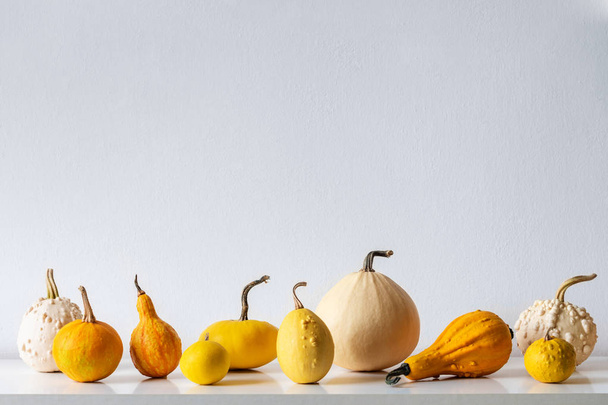 Happy Thanksgiving Background. Selection of various pumpkins on white shelf against white wall. Modern minimal autumn inspired room decoration. - Fotografie, Obrázek