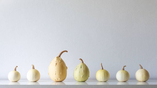 Happy Thanksgiving Background. Selection of various pumpkins on white shelf against white wall. Modern minimal autumn inspired room decoration. - Foto, Imagem