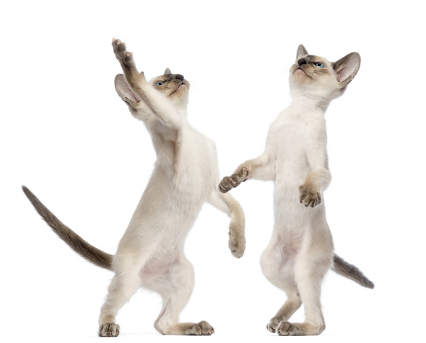 Two Oriental Shorthair kittens, 9 weeks old, standing on hind legs and reaching against white background - Photo, Image