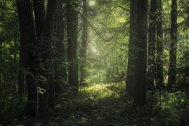 sunlight illuminates foliage in a forest - Фото, зображення