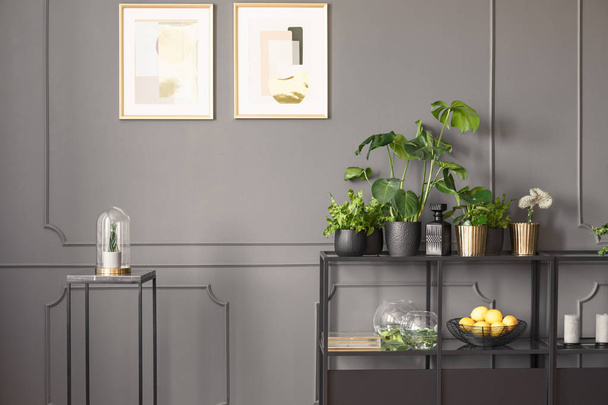 Posters on grey wall with molding in flat interior with plants on shelves next to black table. Real photo - Zdjęcie, obraz