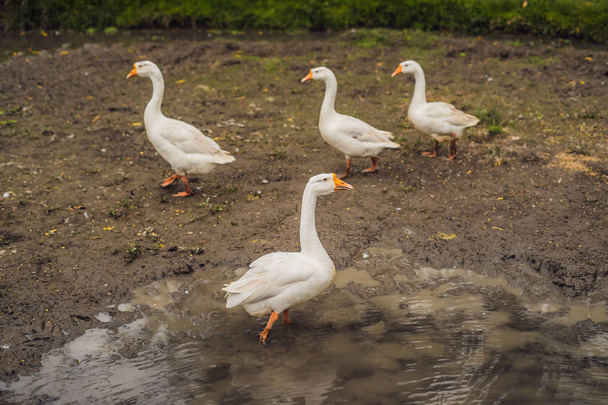Geese walking in mud in village farm - Фото, зображення