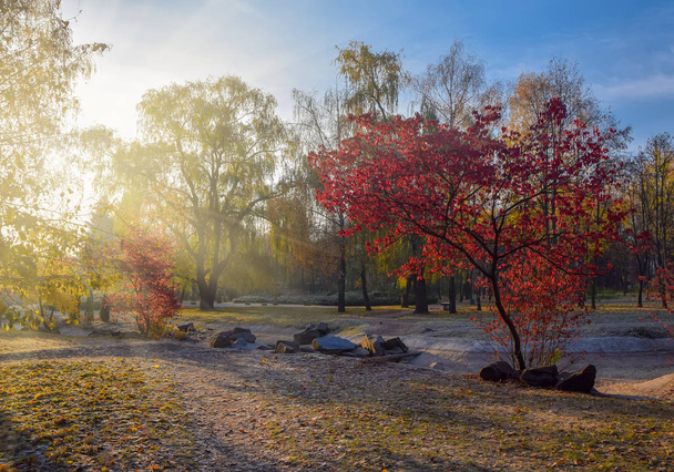 Δέντρο με κόκκινα φύλλα σε Φθινοπωρινό πάρκο στο ηλιόλουστο. Φθινοπωρινό τοπίο της φύσης τον Οκτώβριο καταργήστε το πρωί. Καταπληκτική θέα στον πολύχρωμο γραφικό χαρακτήρα. - Φωτογραφία, εικόνα