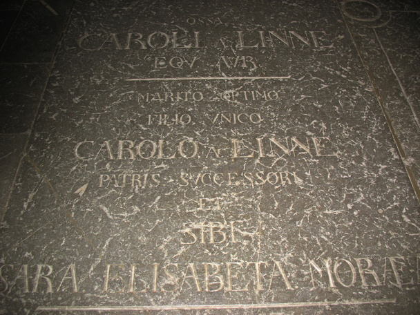 Linnaeus grave inside the Domkyrkan in Uppsala - Photo, Image