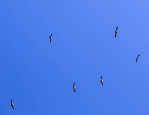 青空に飛行のワシの群れ - 写真・画像