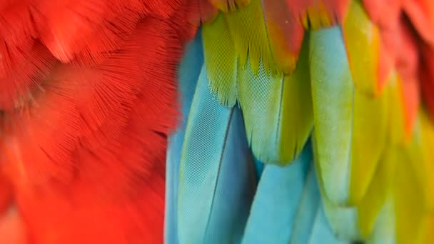 Close up van Red Amazon Geelvleugelara papegaai of Ara macao, in tropische jungle bos. Wildlife kleurrijke portret van vogels - Video