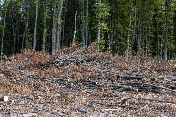 Metsäkato umpeenkasvatettujen alueiden raivaamiseksi
 - Valokuva, kuva