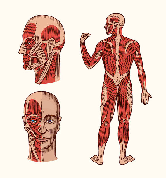 Az emberi anatómia. A fej izom- és csont rendszer. Orvosi vektoros illusztráció, a tudomány, az orvostudomány és a biológia. Férfi arca Vιsett kézzel rajzolt régi fekete-fehér Vintage vázlat. Elöl- és oldalnézetből. - Vektor, kép
