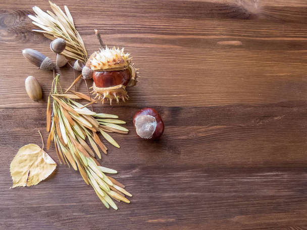 Ripe chestnuts on old wooden table close up with copy space. autumn background copy space. group of objects. Style Top View - 写真・画像