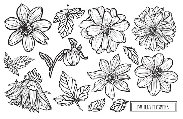 Decorative dahlia  flowers set, design elements. Can be used for cards, invitations, banners, posters, print design. Floral background in line art style - Vector, afbeelding