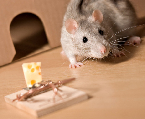 Dead Rat In A Trap, Against A Wooden Wall Stock Photo, Picture and