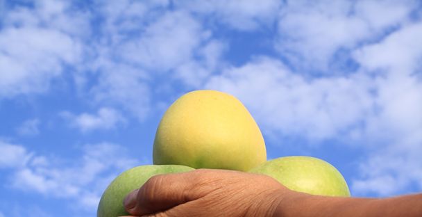 Яблоки в руке
 - Фото, изображение