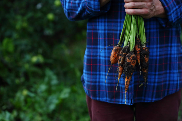 Bunch of fresh organic carrots - Photo, image