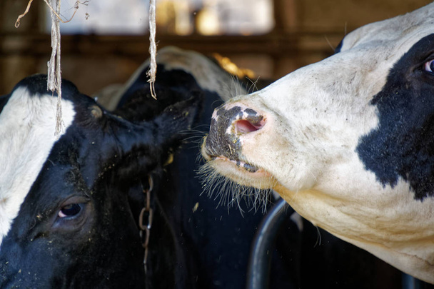 Vacas leiteiras no estábulo, tema dos animais
 - Foto, Imagem