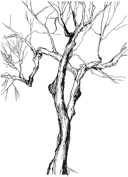 Old tree - Vetor, Imagem