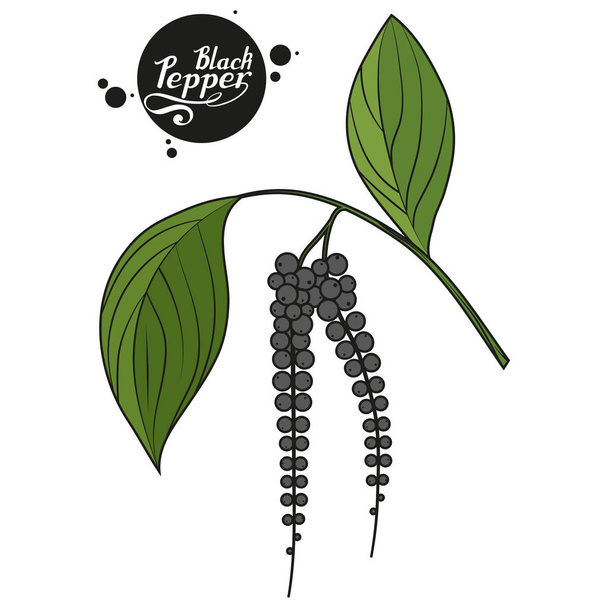 hand drawn black pepper, spicy ingredient, black pepper logo, healthy organic food, spice black pepper on white background, culinary herbs, label, food, natural healthy food, vector graphic to design - Vektor, Bild