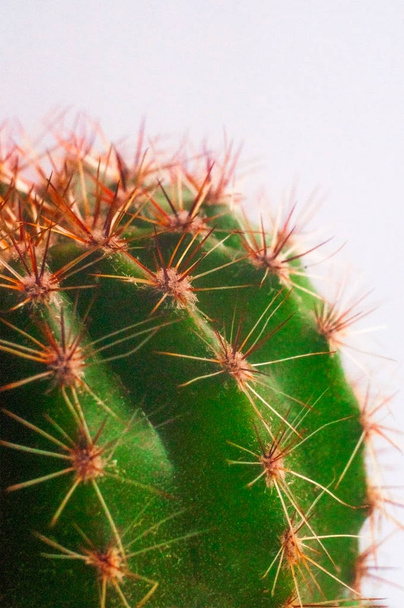 Cactus verde sobre fondo blanco
 - Foto, imagen