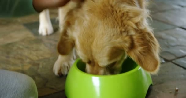 Γκρο πλαν του σκύλου που τρώει τα τρόφιμα από το Κύπελλο στο σπίτι 4k - Πλάνα, βίντεο