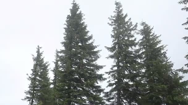 Dichter Nebel über Bergwiesen und Kiefernwald - Filmmaterial, Video