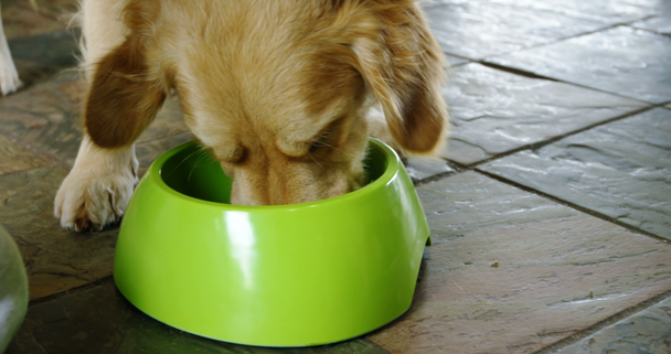 Close-up of woman stroking dog eating food from bowl at home 4k - Πλάνα, βίντεο