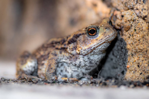 A portrait of a Common Toad set against a small stone wall - Photo, Image