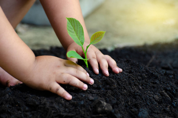 boom plantgoed Baby Hand op de donkere grond, het concept geïmplanteerd Kinder bewustzijn in het milieu - Foto, afbeelding