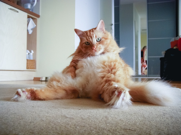 変なポーズで座っているかわいい生姜猫 - 写真・画像
