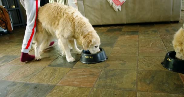 Dogs eating food from bowl at home 4k - Filmagem, Vídeo