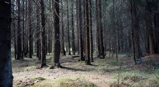 Bosque de pinos. Profundidad de un bosque. Viaje a través de senderos forestales. T
 - Foto, imagen