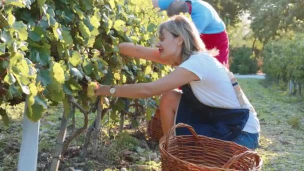 Farmers vinedressers harvesting grape crop at small family organic vineyard - Materiaali, video