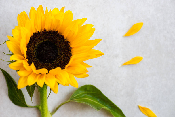 Yellow Sunflower Bouquet on Grey Background, Autumn Concept - Photo, Image