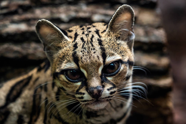 Портрет Margay, Leopardis wiedii - Фото, зображення