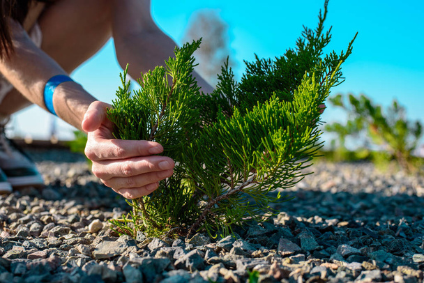 Dámské rukama obejmout mladý Zelený strom roste díky štěrku, ochrana přírody, ochrana životního prostředí - Fotografie, Obrázek