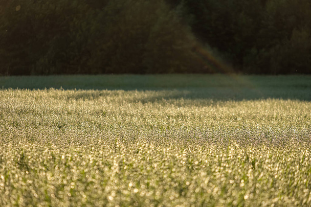 veld van de haver in platteland, ondiepe scherptediepte. platteland landbouw scène in de zomer - Foto, afbeelding