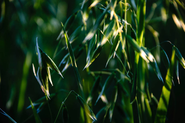 field of oat in countryside, shallow depth of field. countryside agriculture scene in summer - Fotoğraf, Görsel