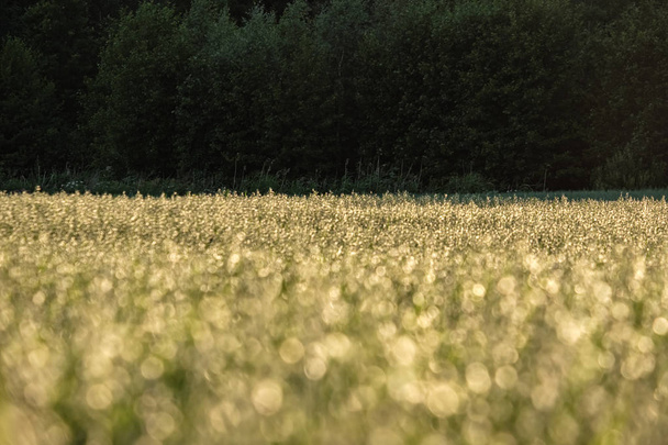 pole ovsa v krajině, malá hloubka ostrosti. venkově zemědělství scéna v létě - Fotografie, Obrázek